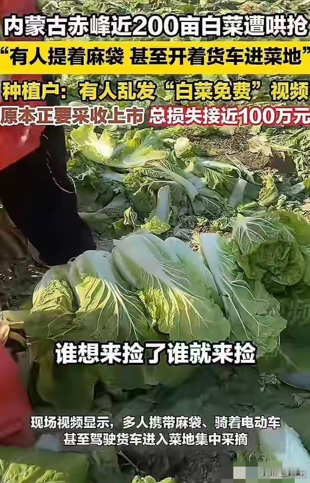 近日，内蒙古有人恶意发布“白菜免费”的视频导致李先生损失100万，李先生站在自家
