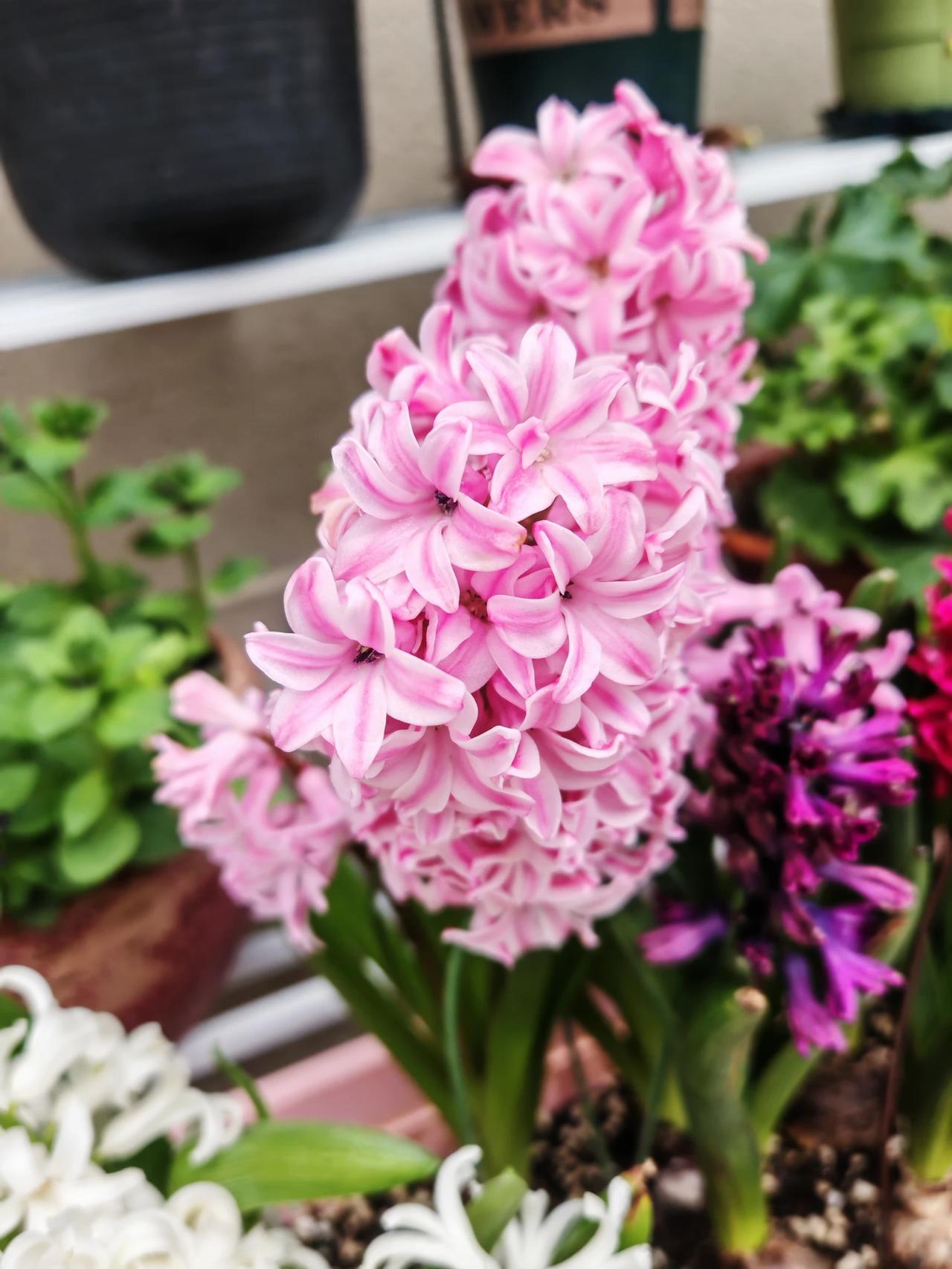 春天的温柔藏在每一个小美好里，暖阳拂面、花开枝头、悠闲散步、窗边赏春都格外治愈，