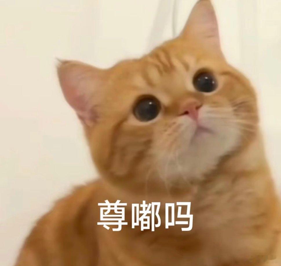 猫咪表情包。 