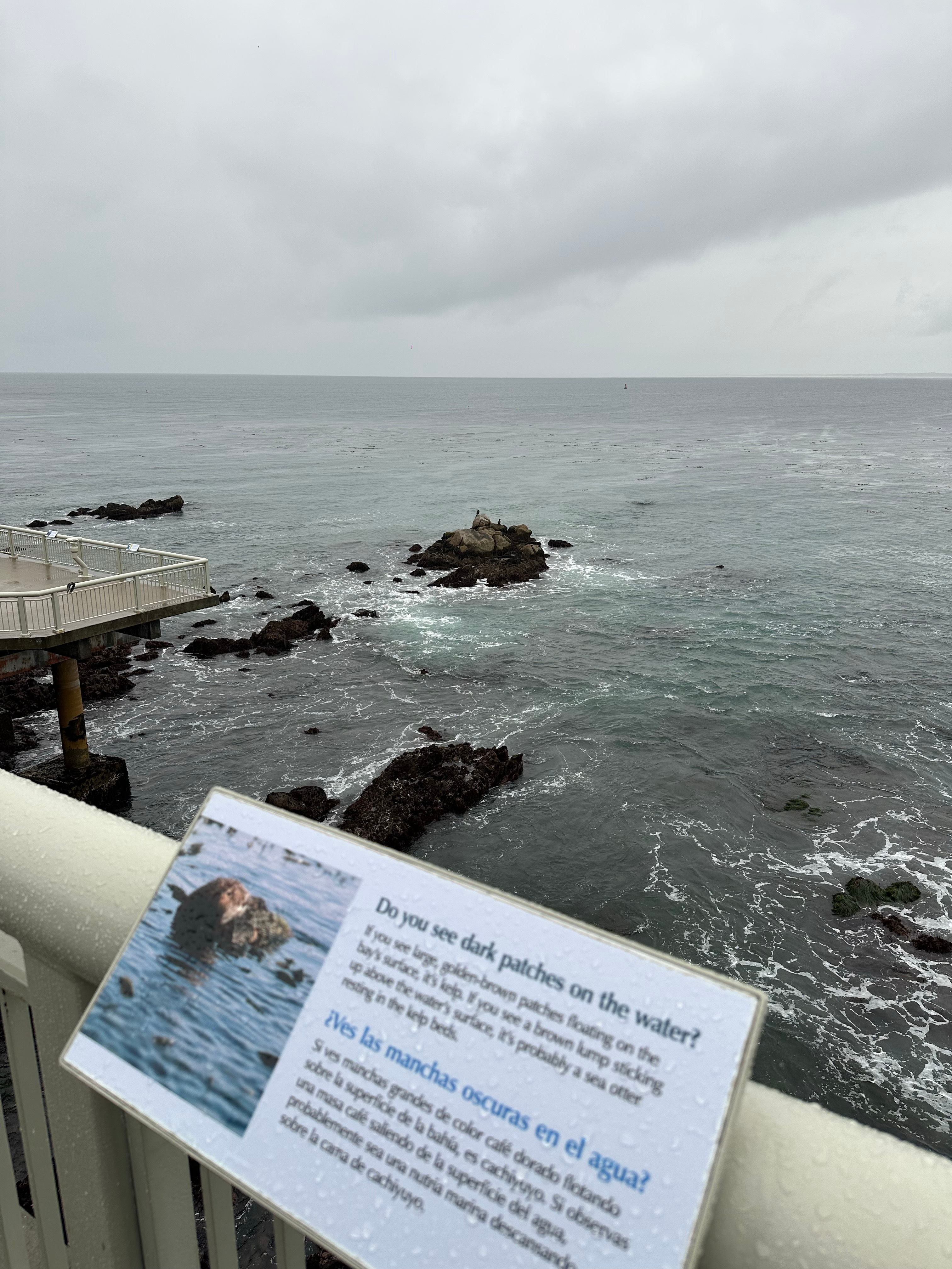 🪼🦦🦈🐠🐬🦭 