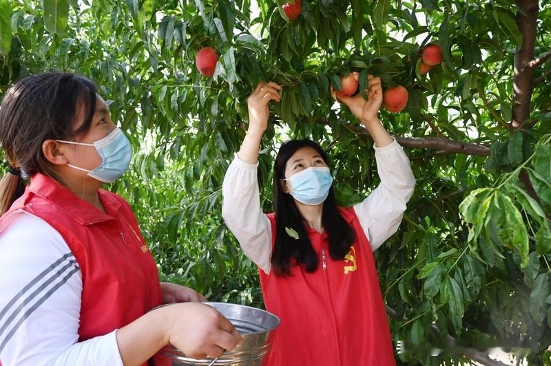 上联：红桃陌上迎朝露，邀您对下联