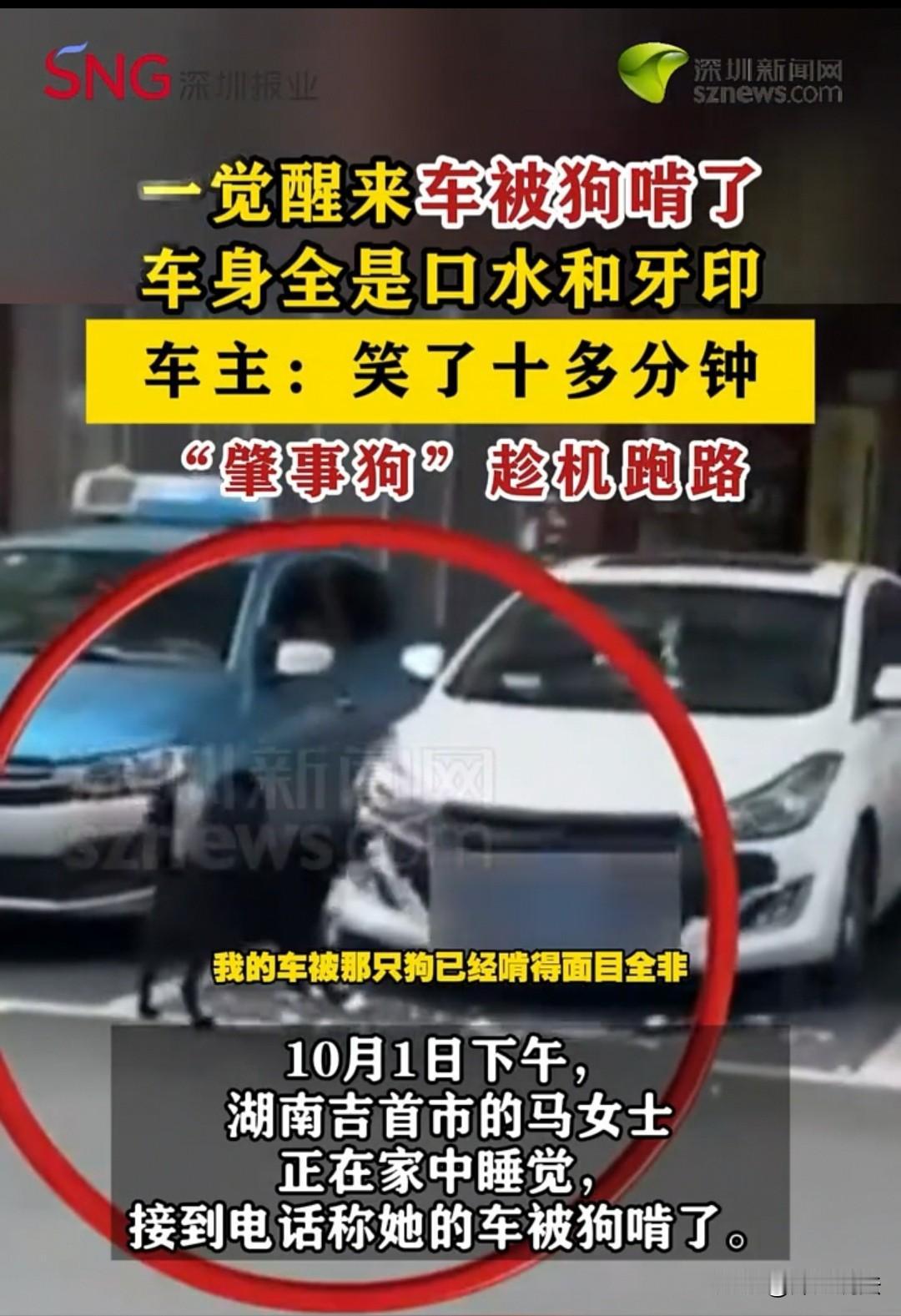 “车子被狗咬得面目全非，车主还足足笑了十分钟”。湖南，女子正在熟睡时，有人打电话