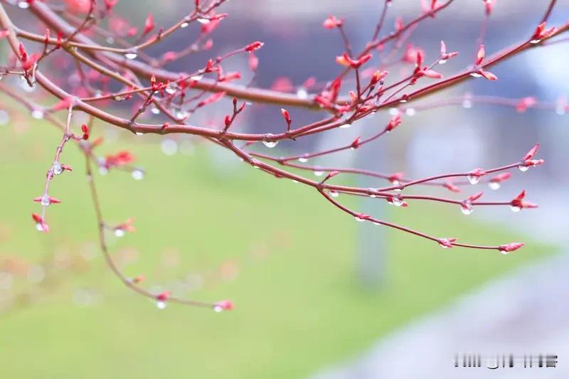 上联:寒风欺老树;
下联:红雨润新芽。
 硬核上联求对 友友友请上联 友友盼赐上