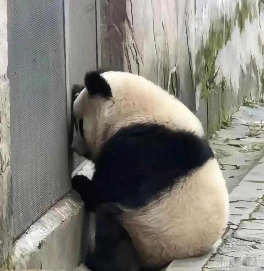 自闭中