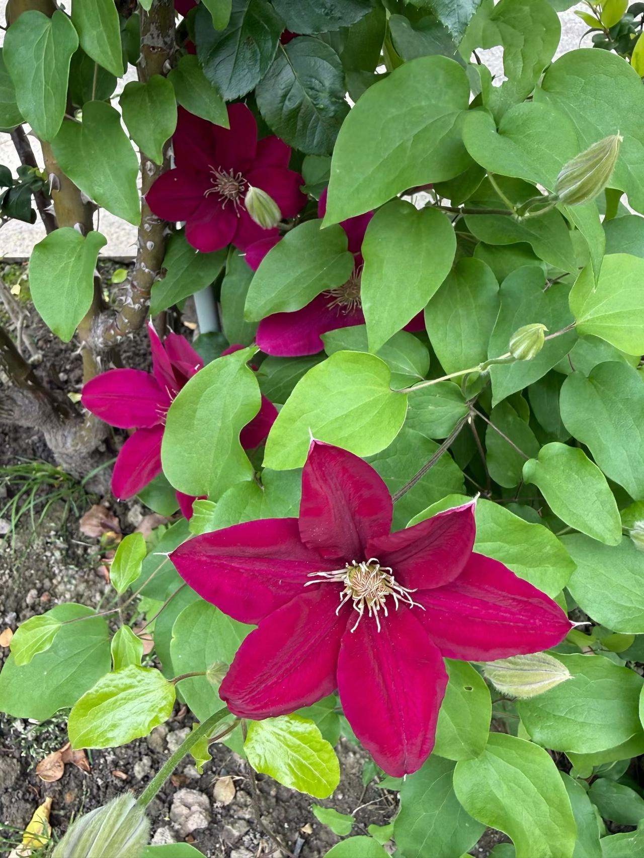 居家劳作：我的努比亚，全力以赴的样子，好喜欢！
爱上种🌹