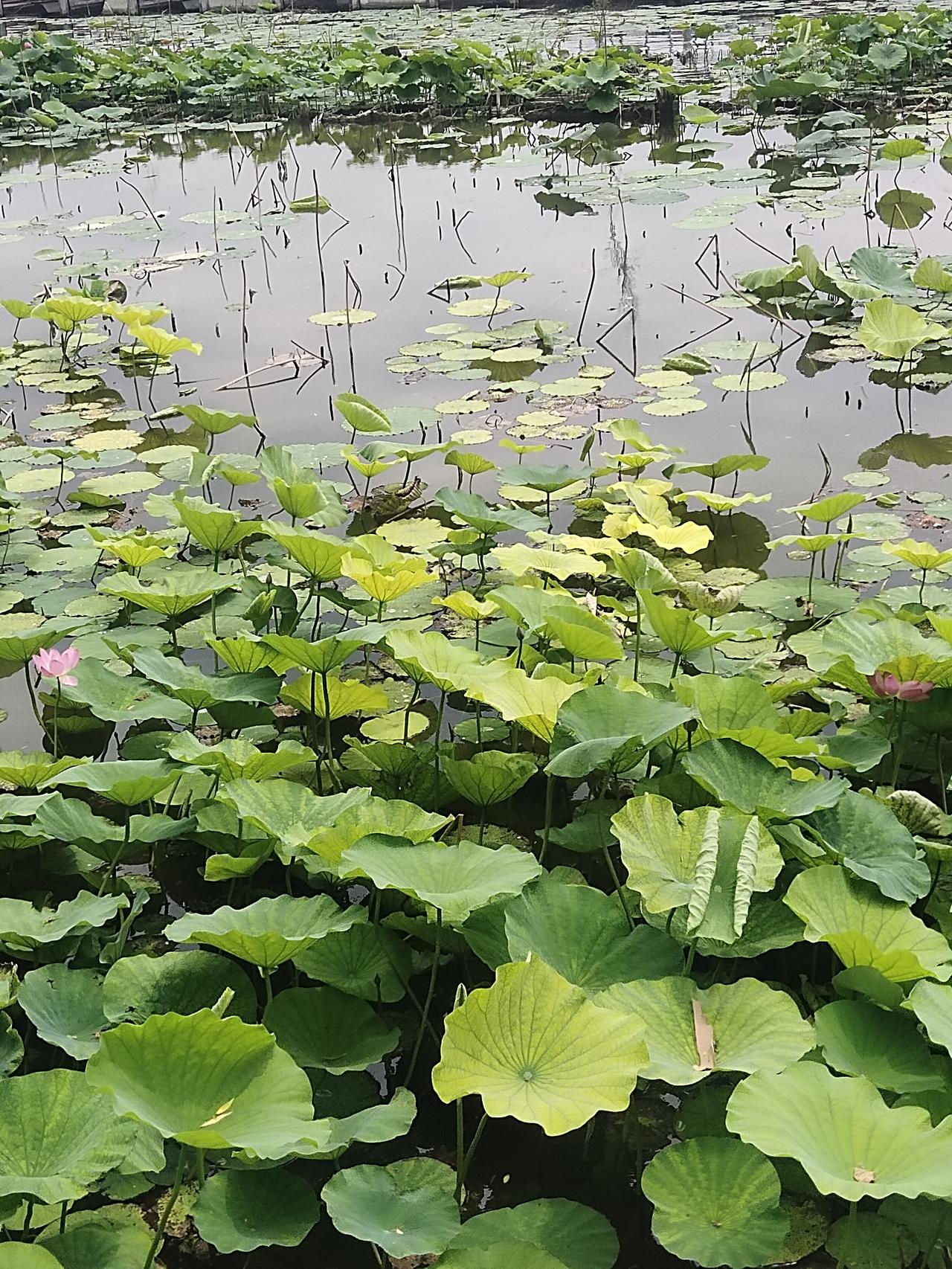 感觉大明湖的季节似乎比别处来得更早一些。森林公园的荷花连花骨朵都还不见踪影，大明