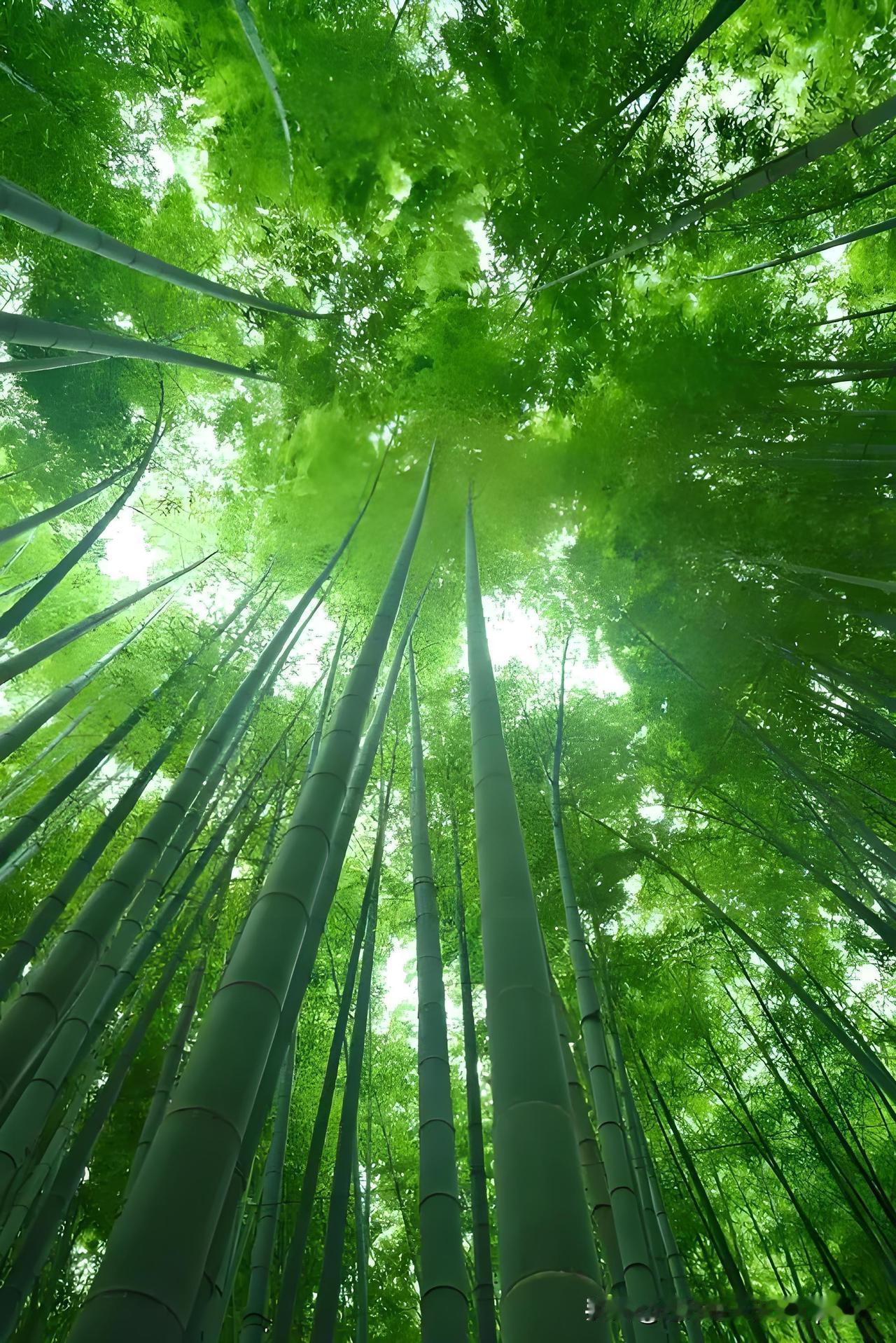 《春日山中竹》
——唐.裴说
数竿苍翠拟龙形，
峭拔须教此地生。
无限野花开不得
