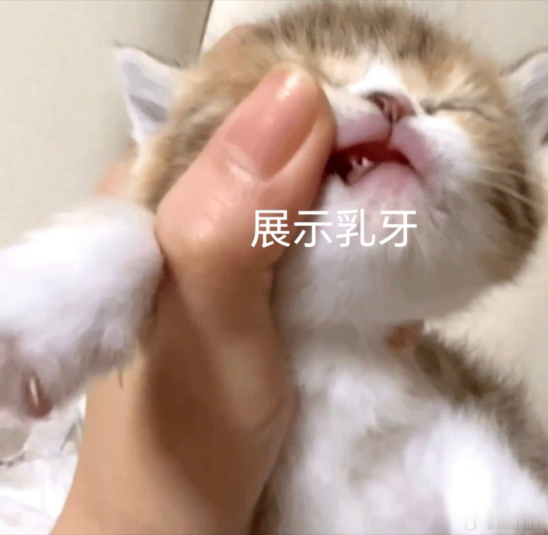 呆萌界代表人物的迷惑行为。。。把人萌晕૮₍°□°₎ა 