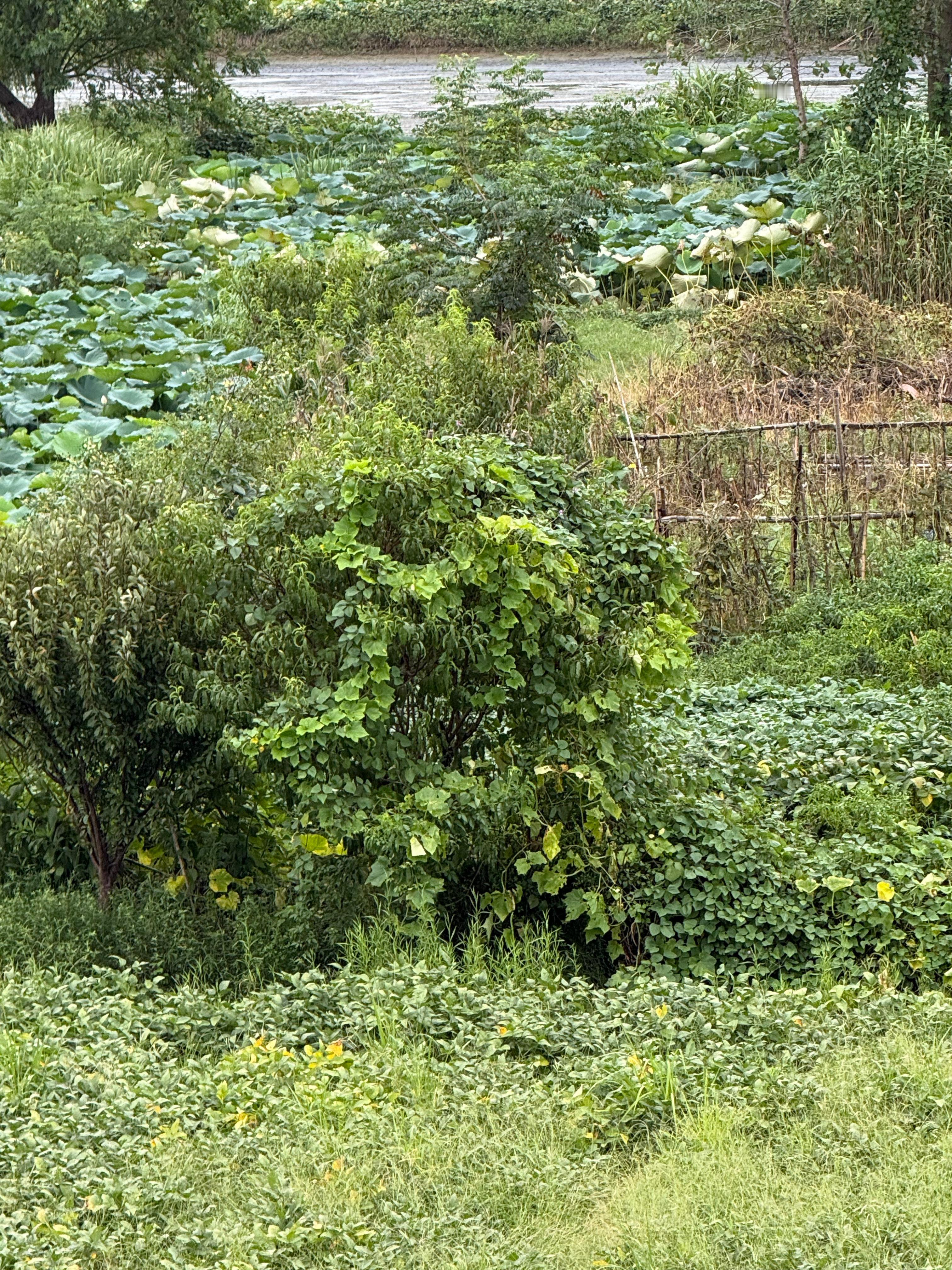 🌿猝死前24小时身体发出的提醒🌿三伏天养生指南 🌿加长版三伏天 🌿猝死前