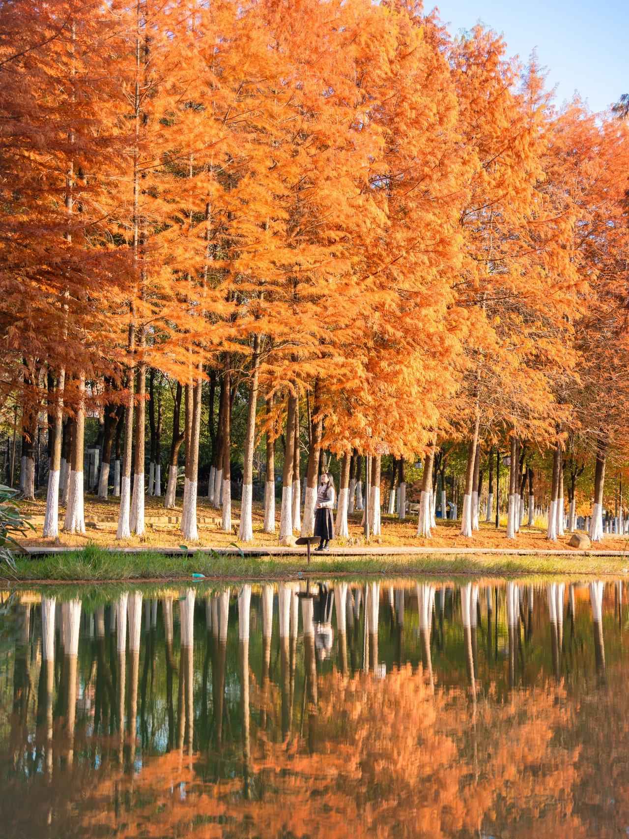 武汉超小众水杉林，太太太出片！上周实拍
上周去了江夏的春申大公园。公园不大，但超