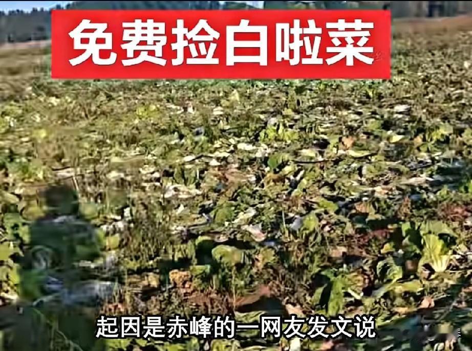 短短两天，400亩地的白菜被哄抢一空，谁来为如此无耻的行径买单？


 
当40