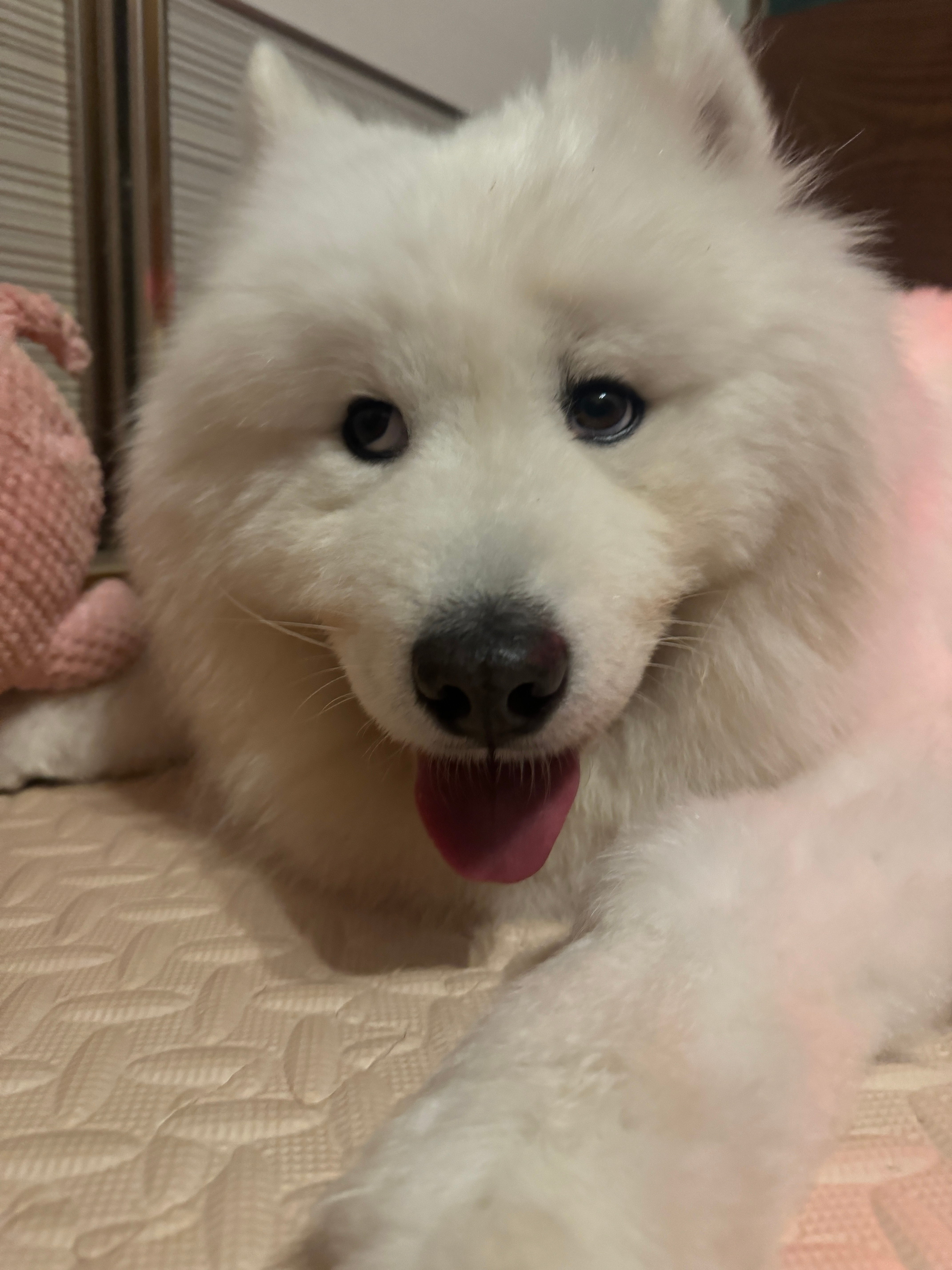 愚蠢中透露出一丝狡黠