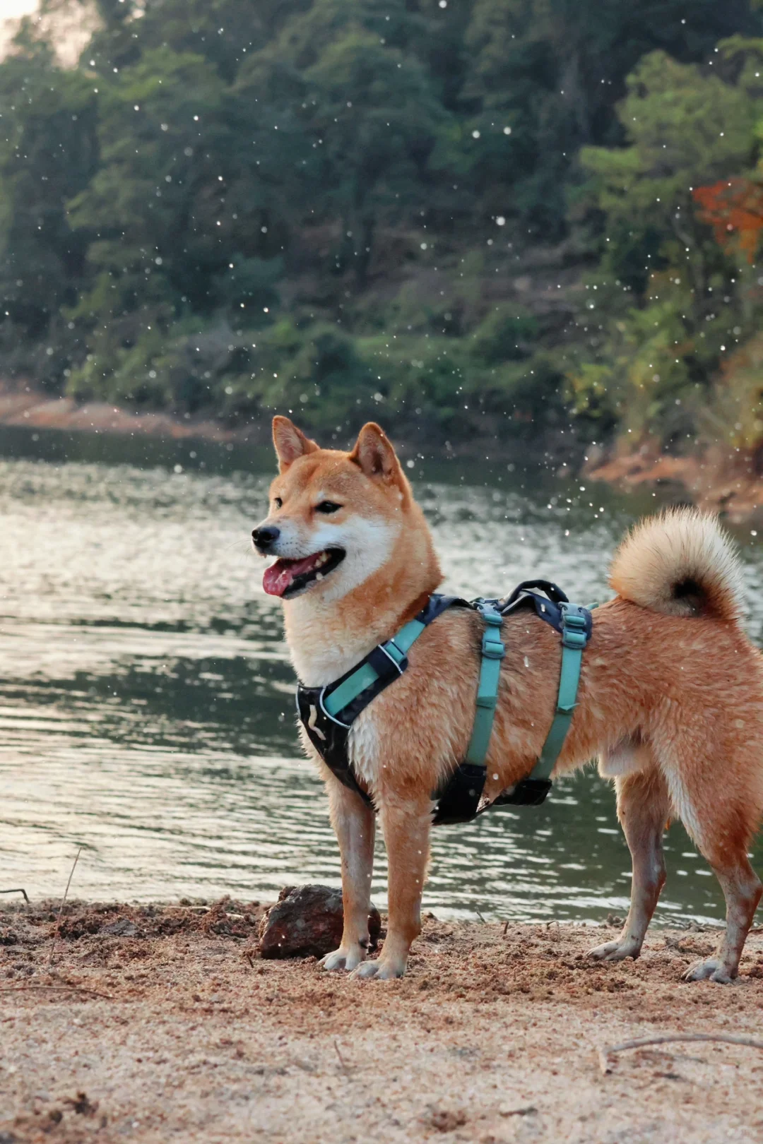阿那亚九龙湖📷气愤对不上焦的一天
