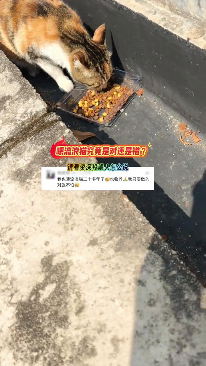 喂流浪猫究竟是对还是错？请看资深投喂人怎么说。
我也喂流浪猫二十多年了，也收养了