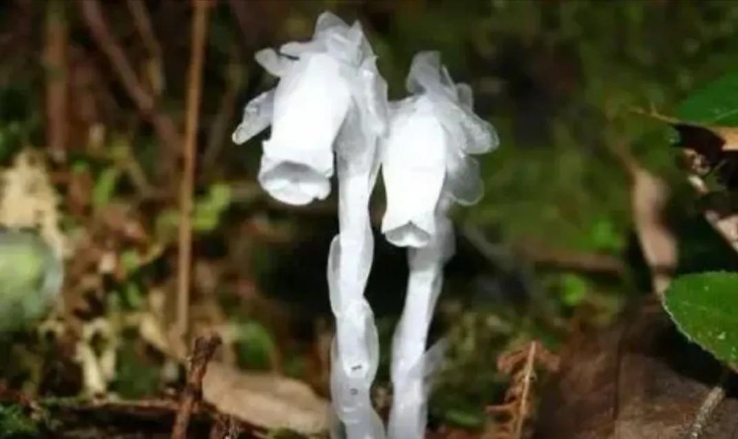 “水晶兰”，我以前只在书上看人提到过，总是不大相信，觉得这就是人为杜出来的。
不