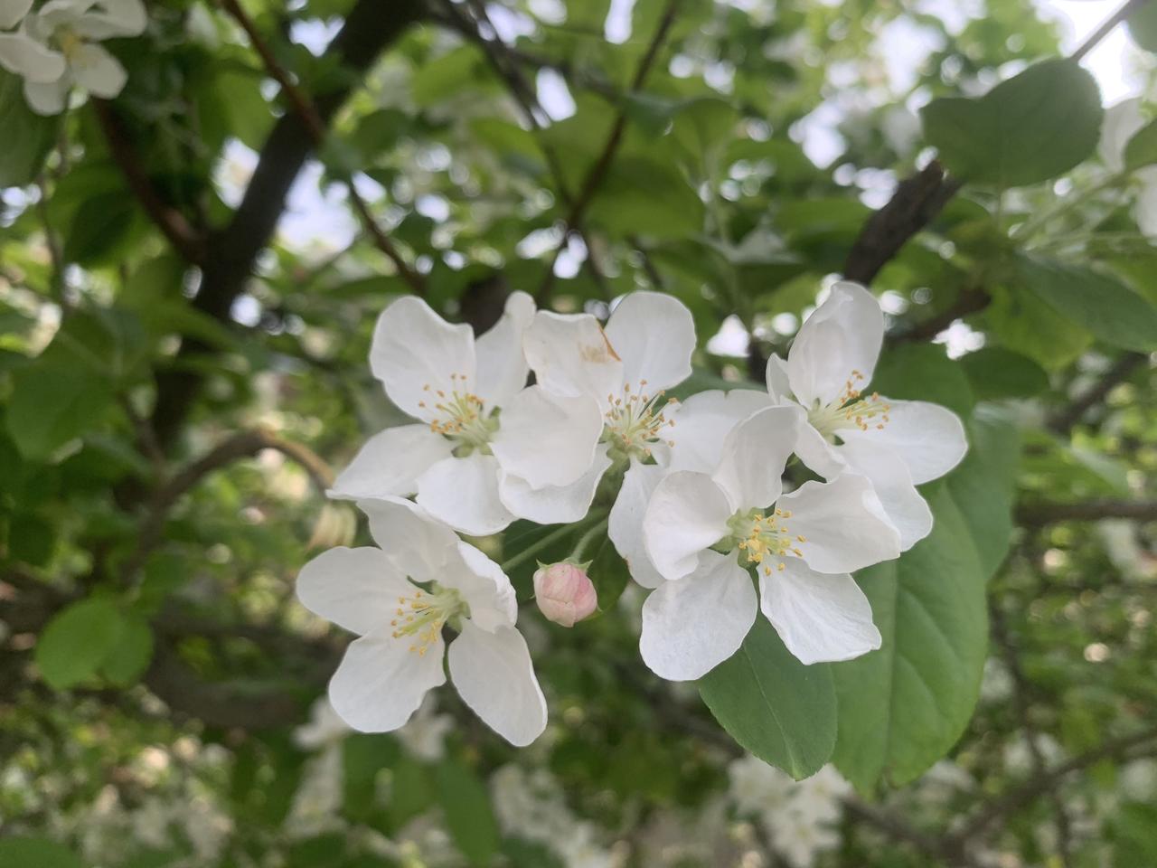 真是花无四季红，人无倆青春，花木等了一年才蓄力完成了火红的梦想，人却不能等待的岁