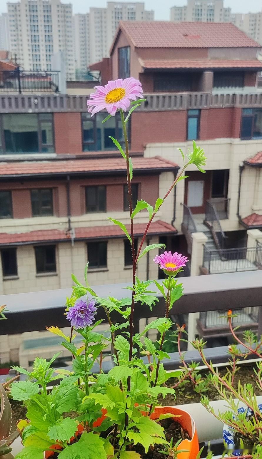 时间能担起过往，
心却无法盛下思念。
都说放下是永生，
放下了哪里是人生。