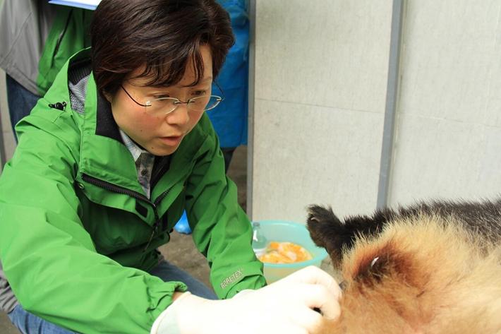 侯蓉，成都大熊猫繁育研究基地副主任、研究员，全国人大代表，被大家称为“熊猫妈妈”