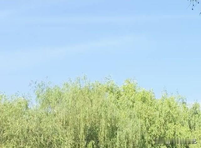 真心话茶局柳梢垂着淡绿，揉进浅蓝的天里轻晃。风掠过的时候，枝桠漾成软纹，连空气都
