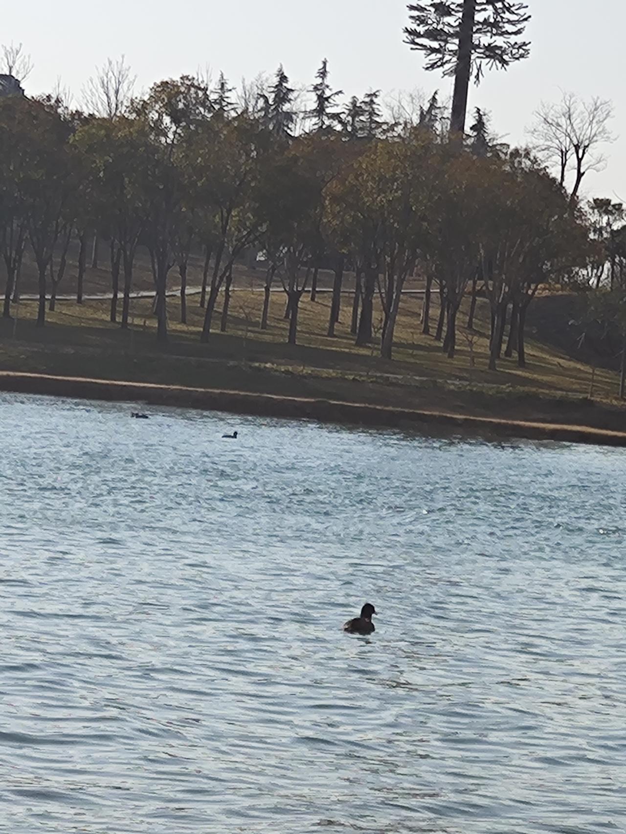 首先，日本正在彻底抛弃和平承诺。它解禁集体自卫权，公然提出拥有“对敌基地攻击能力