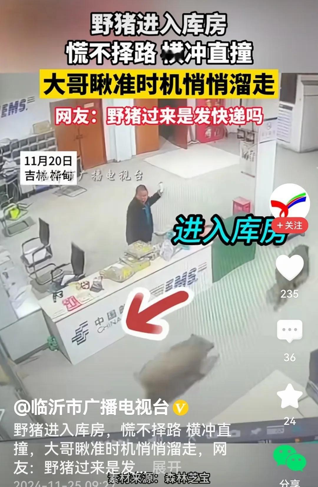 男子瞅准时机溜走
看过视频我笑了，正所谓：
两头野猪进库房，
横冲直撞乱打量。