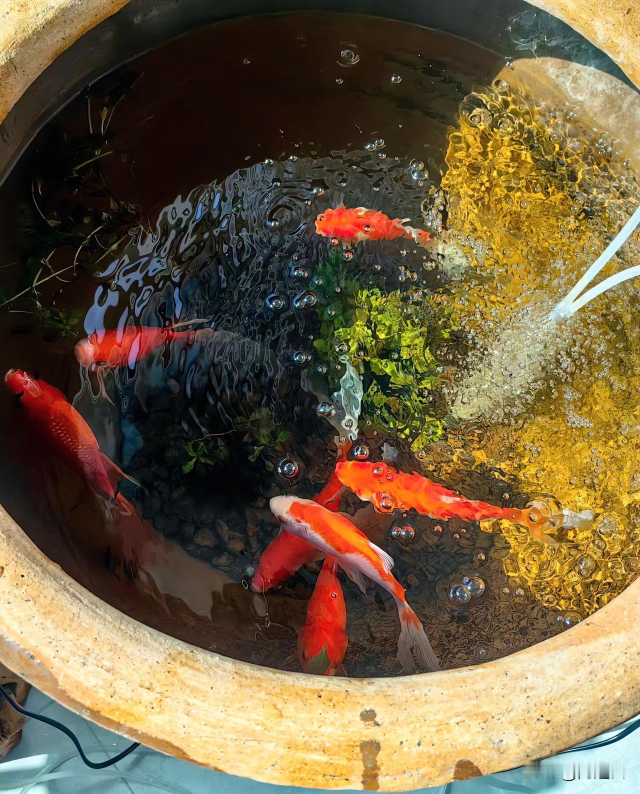 4个好姐妹午餐相聚，其中3个都披金戴银的，唯独只剩一个全身光溜溜的，手指头上连个