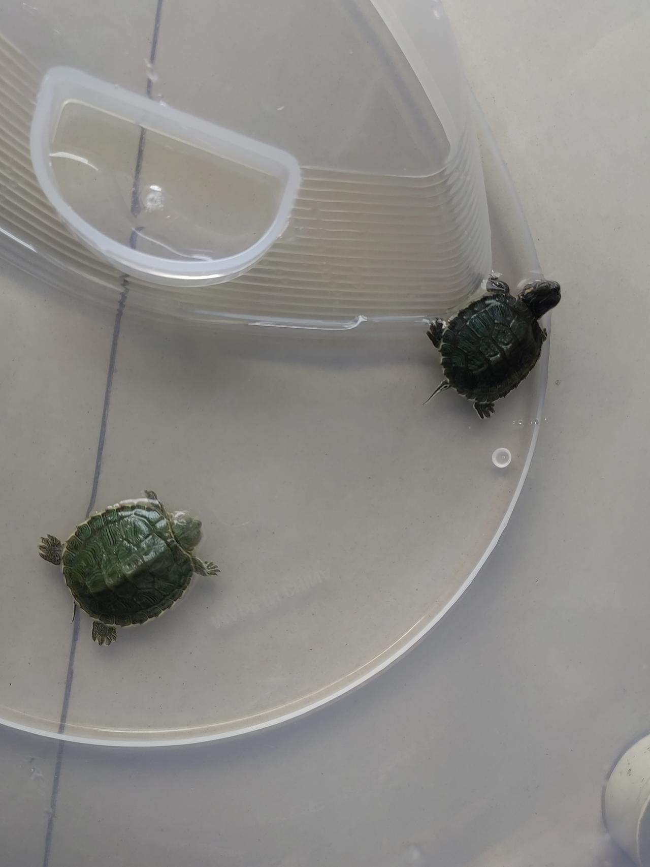 这是我上个星期六买的乌龟，是巴西龟，比指甲大一点。
         是在体育文