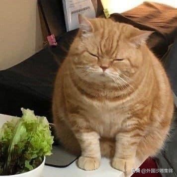 猫猫对素食主义者的主人很无奈~