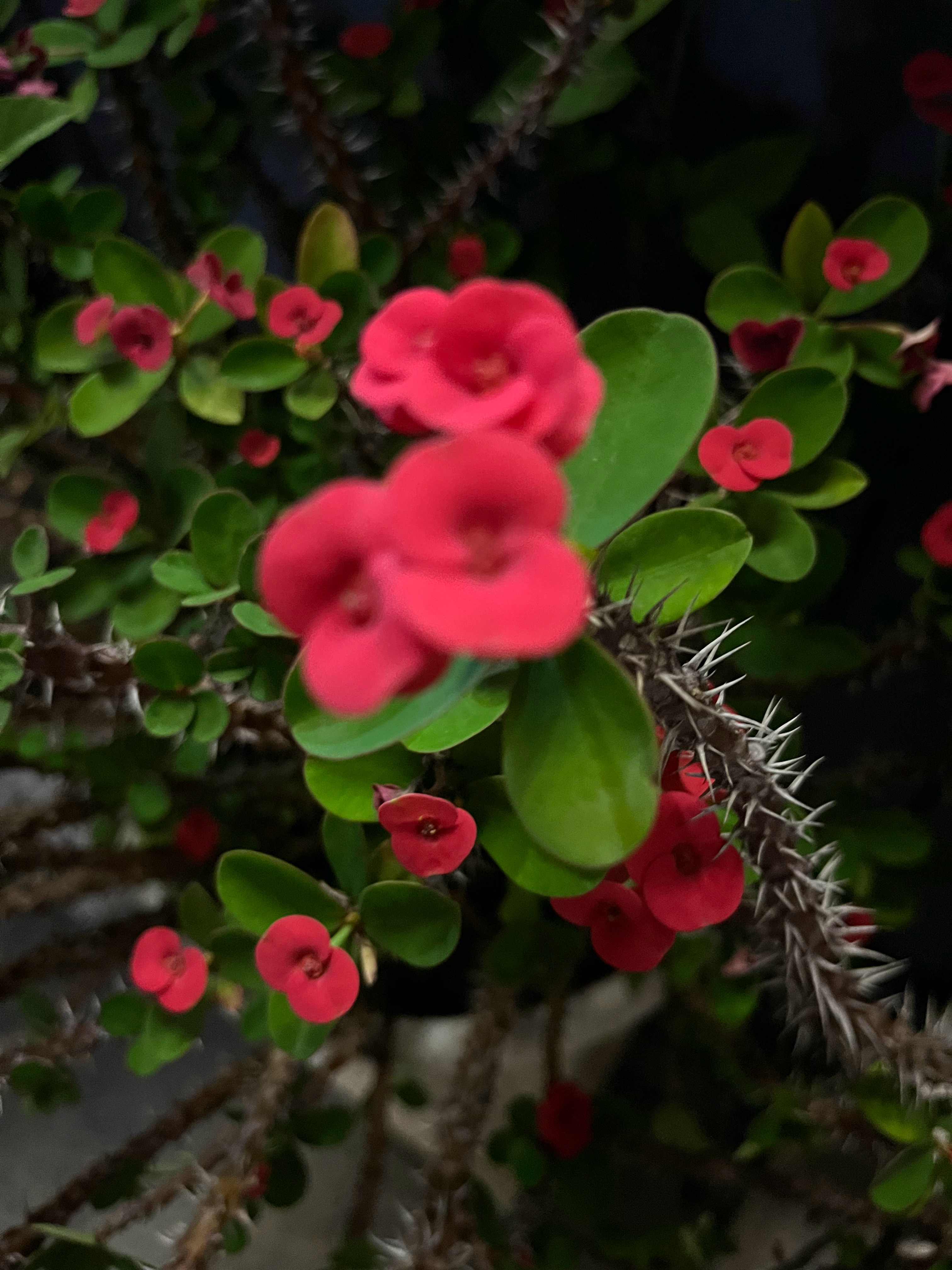 不知名的小花花 