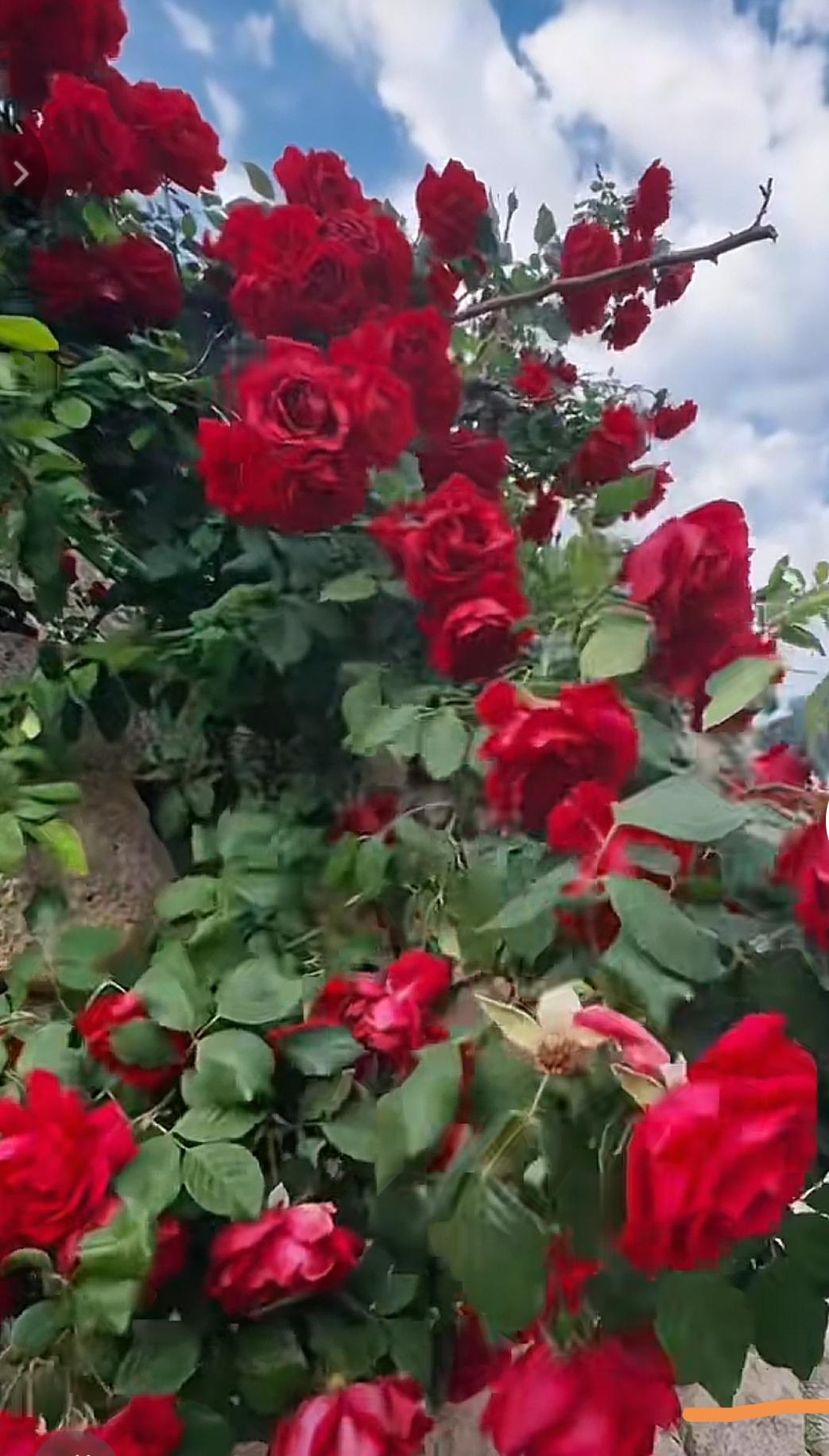 2026年最想实现的心愿:在头条赚到钱。

加入头条已经好多年了。

从一个写作