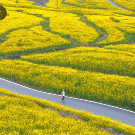 春景：桃粉兰白菜花黄
看图说话：
黄花开满路，
人行入画来。
桃红柳芽绿，
春景