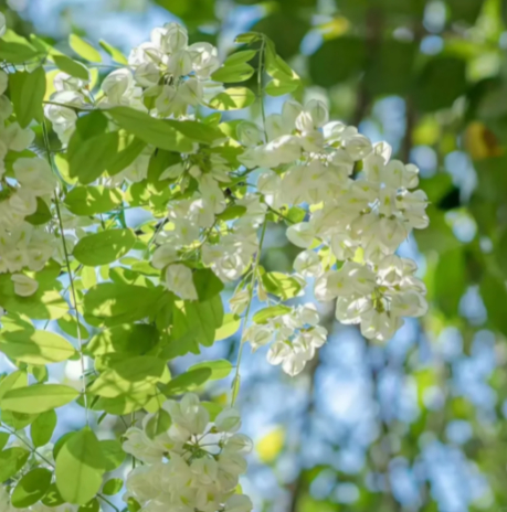 每日一善每日一善☀️ 阳光信用  中华民族传统美德倡导格物、致知、诚意、正心、修