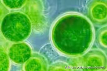 武汉这波属实是厉害了，微藻居然能撬动全球生物医药大单！微藻这东西看似不起眼，实则