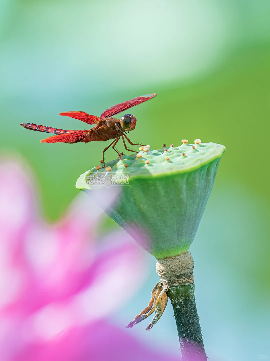 红蜻蜓