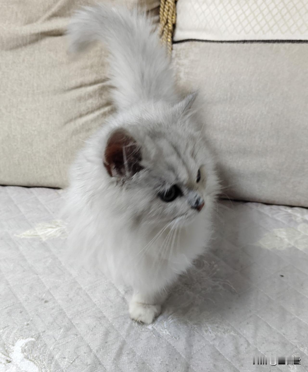 今天买了只小猫，好像是长毛的银渐层，很漂亮，叫的声音小，就是猫太长了，在我跟前偎