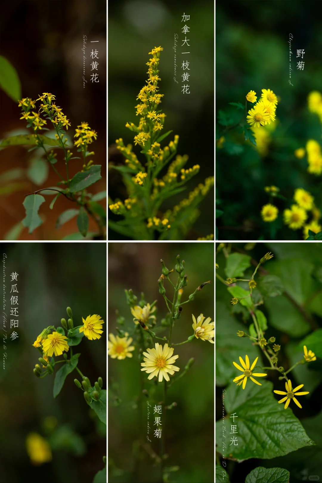 秋日黄花集（一