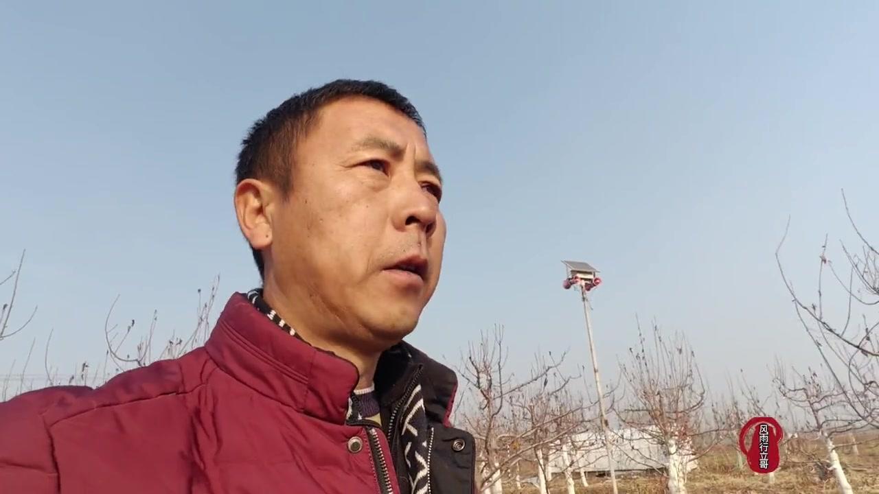 马哈利CDR-1根系确实不错。它根系比较发达，固定能力强，抗风不容易倒伏，抗逆性