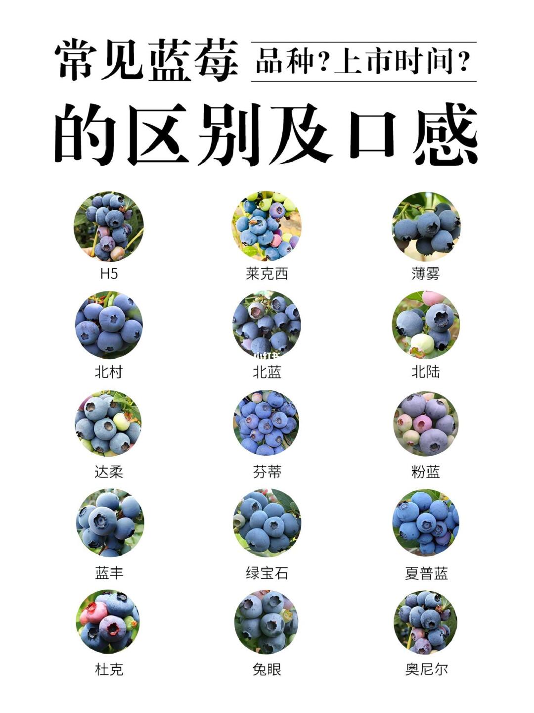 🍇 蓝莓品种大赏｜一口爆浆的快乐谁懂啊！