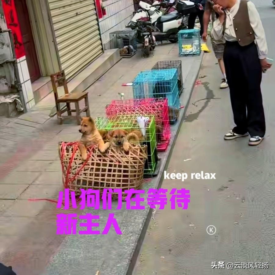 广西乡下的一个小镇上，两只小狗正趴在笼子上，它们翘首以盼，似乎在等待自己的新主人