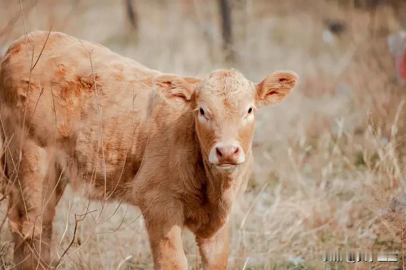 十二生肖里最会积累财富的，我觉得牛、龙、蛇值得一提。
      属牛的人，天生