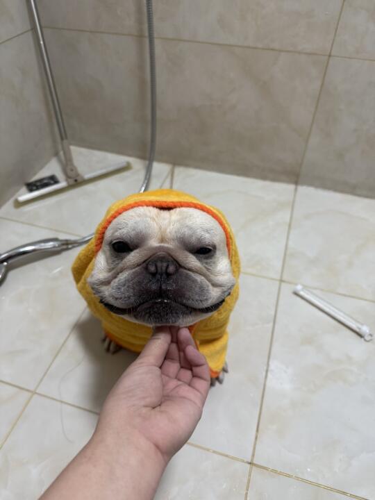 啥？法斗也会老年痴呆？冠能老年犬狗粮急救