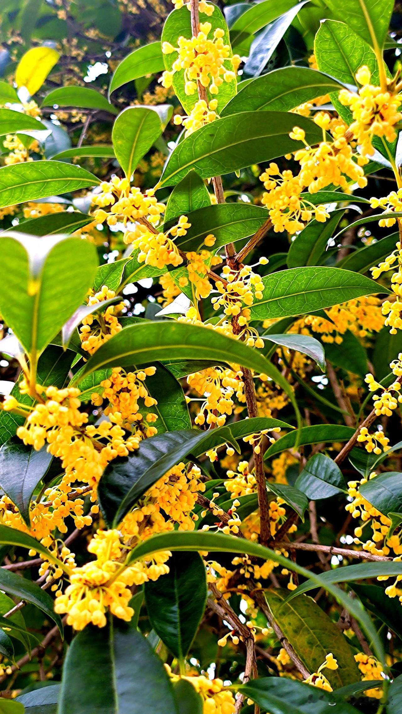 金秋十月，桂花飘香，好运连连。#秋日桂香# #秋日绽放的花# #桂花随手拍# #