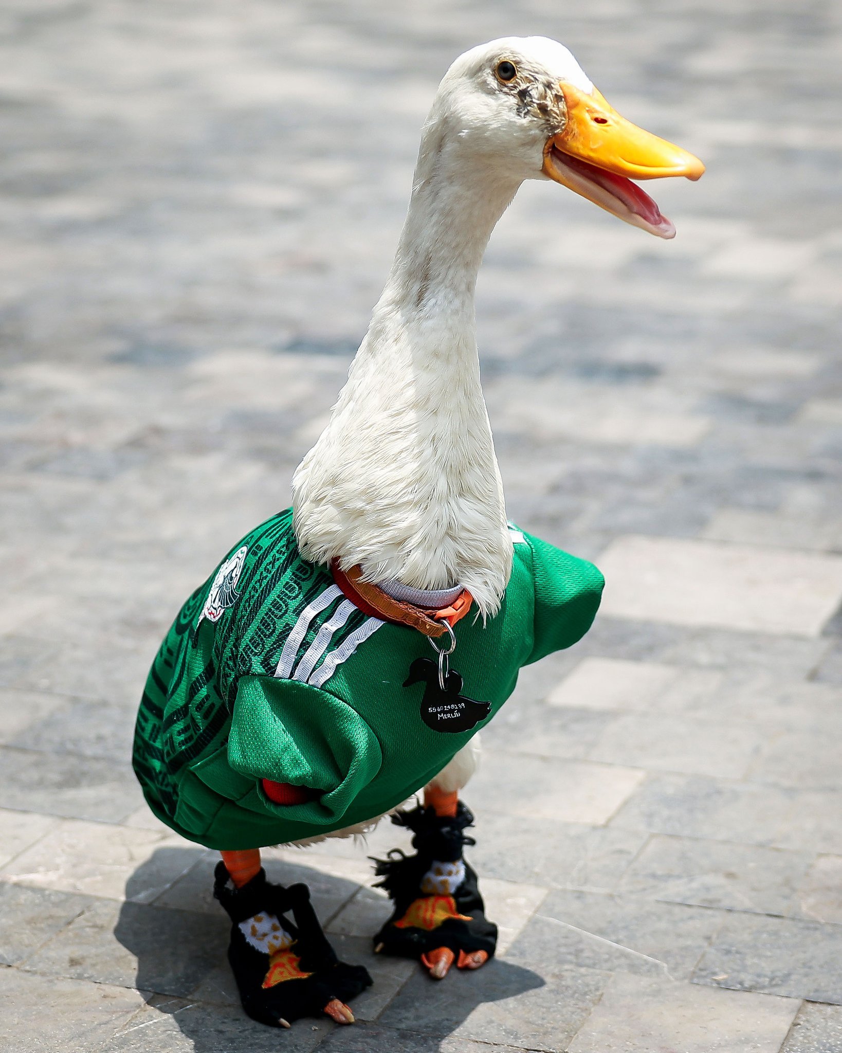 2026年世界杯的鸭子：🦆🇲🇽 墨西哥鸭梅林🦆🏴󠁧󠁢󠁳󠁣󠁴?