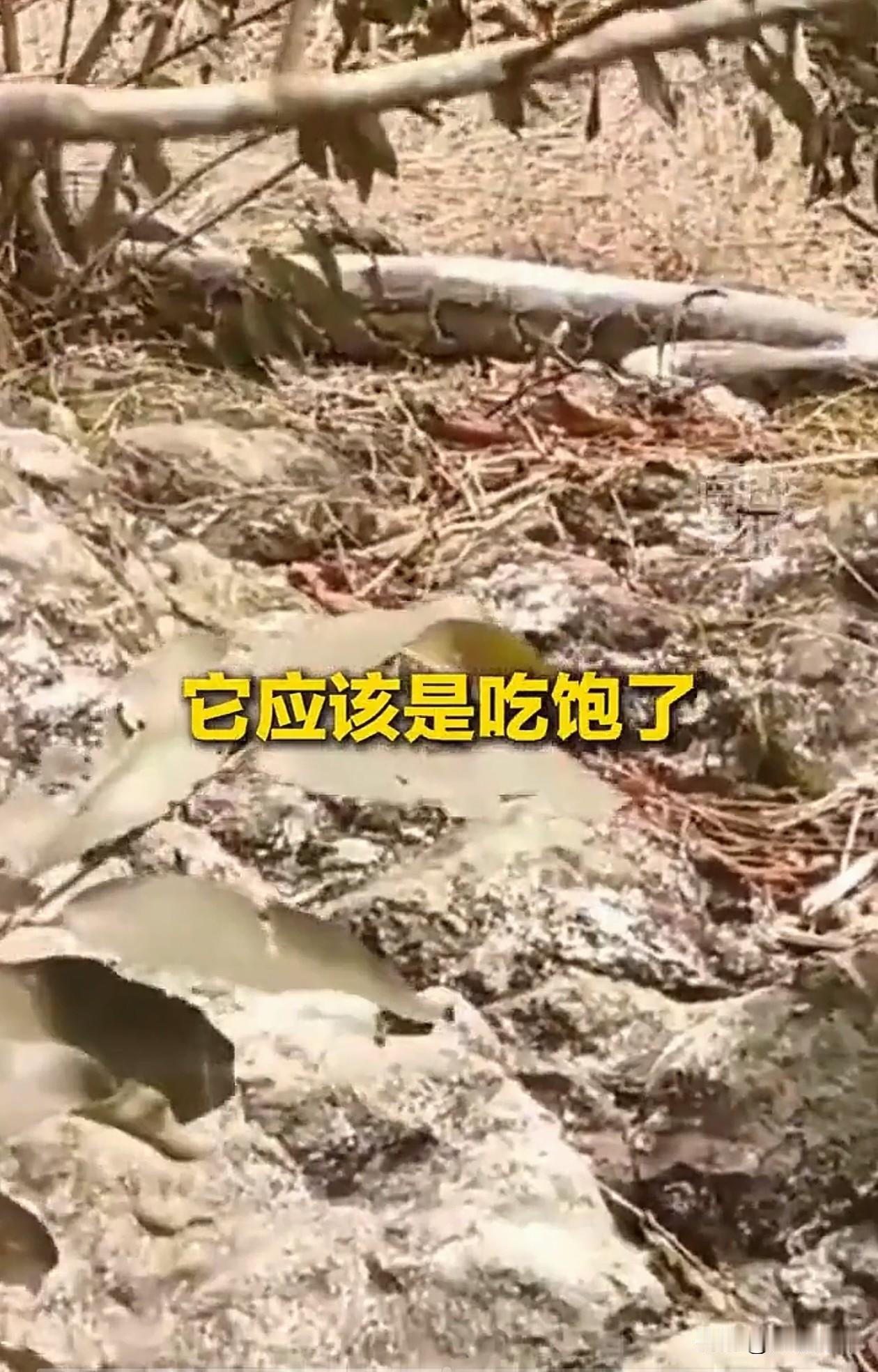 广西，一男子上山去找蜂蜜，途经一座老坟，他刚要离开，却发现不远处有条大蟒蛇在晒太