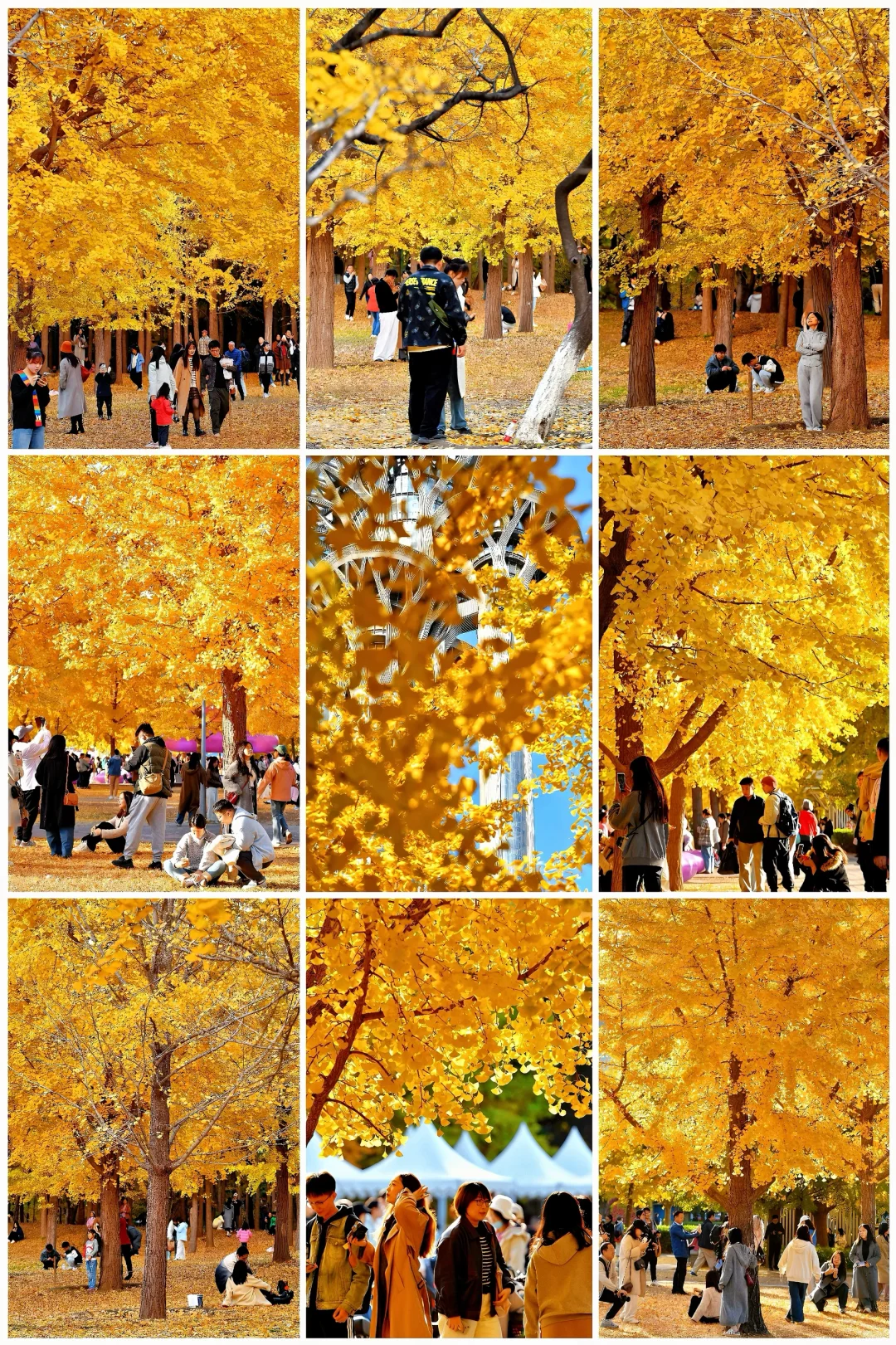 北平之秋｜奥森银杏接过了五四大街的秋🍂