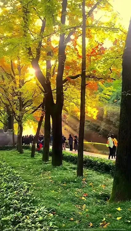 秋日暖阳洒满林间，漫步在金黄的落叶中，感受大自然的宁静与美好。🍂🍁🍂分享一