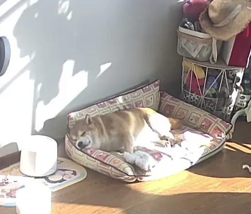 狗瘾犯了怎么办