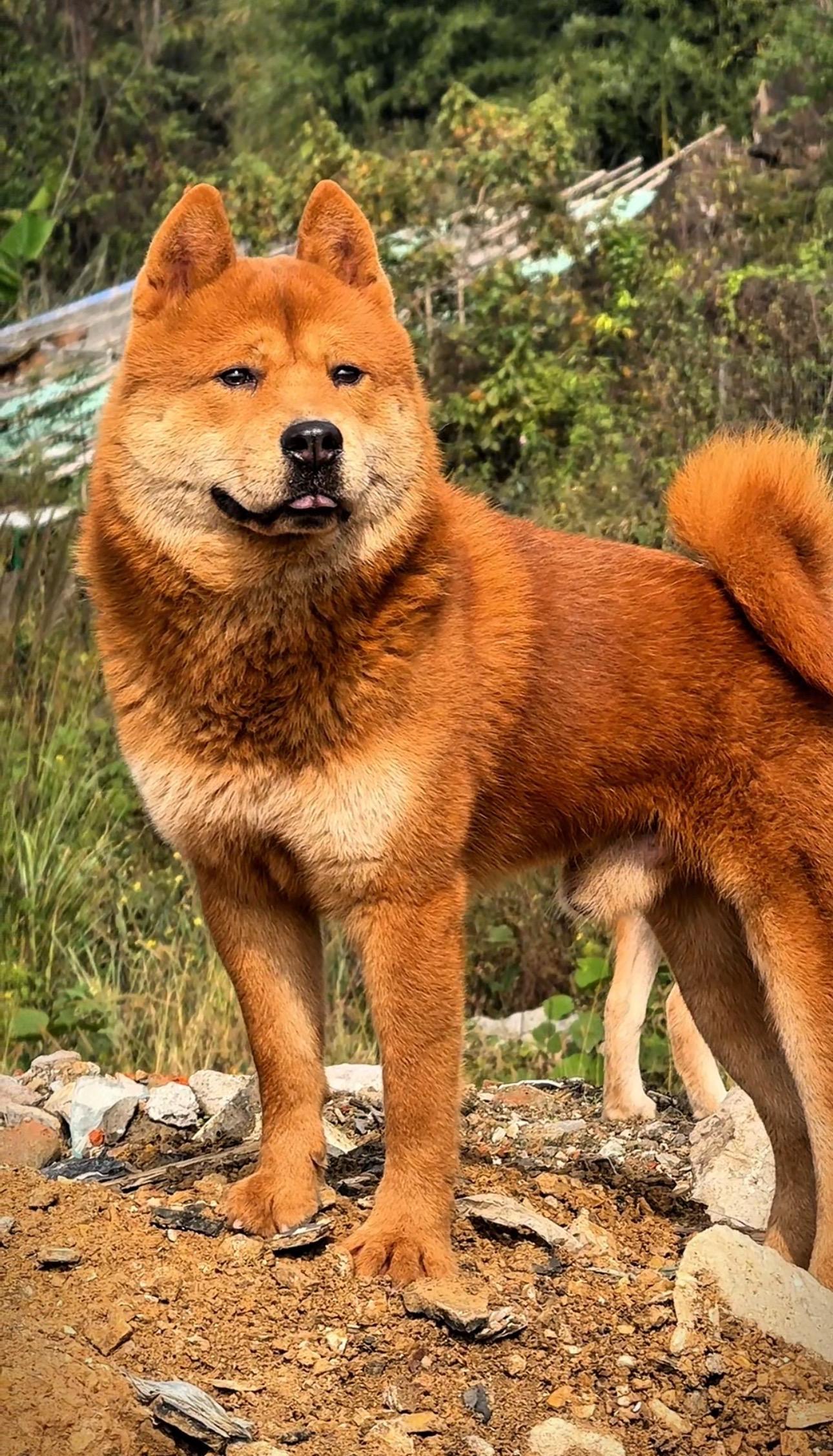 一眨眼后起之秀就都起来了。繁殖的乐趣就是看着一批又一批的后代超越前辈！...