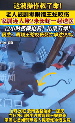 “致死率99%！”云南临沧，一老人外出散步时，见一条眼镜王蛇被咬伤，打算过去救治