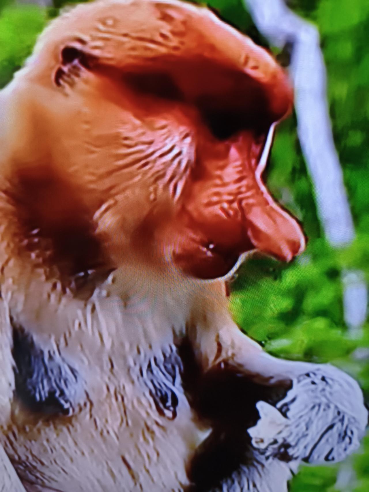 这种猴子真另类，鼻子这么长，顾名长鼻猴，生活在加里曼丹岛。以瓜果树叶为食，攀爬本